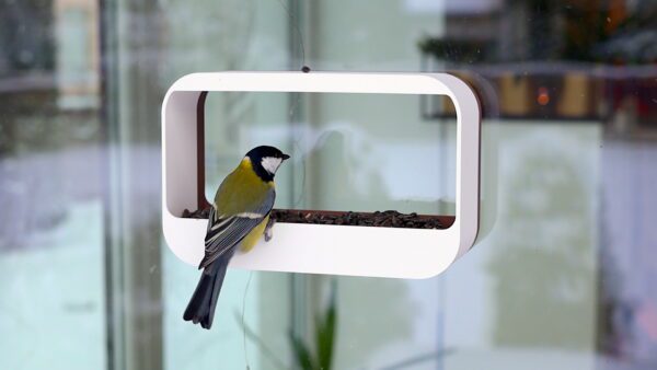 Window bird feeder with a bird eating seeds, attached to a window. Simple and stylish design, perfect for watching birds up close from indoors